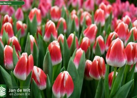 Tulipa Marrero (3)